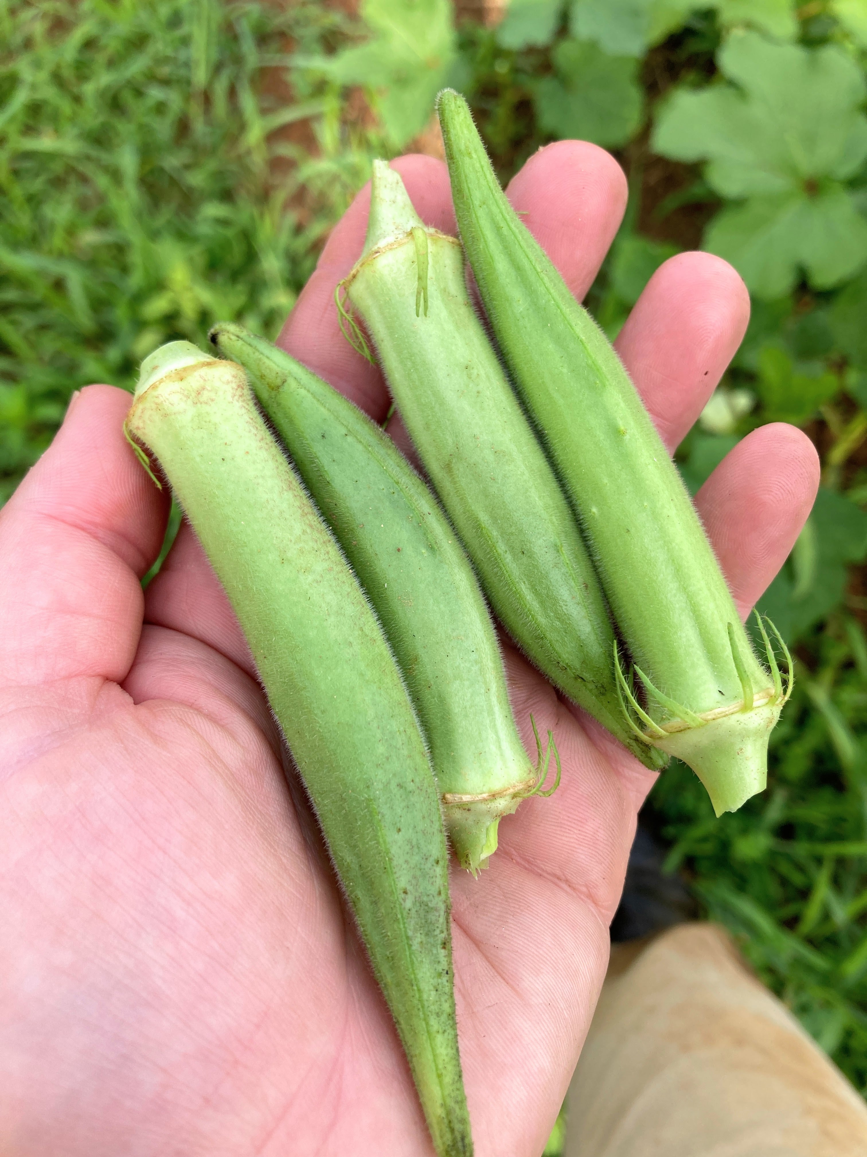 Okra Seeds - White Velvet - Sow True Seed