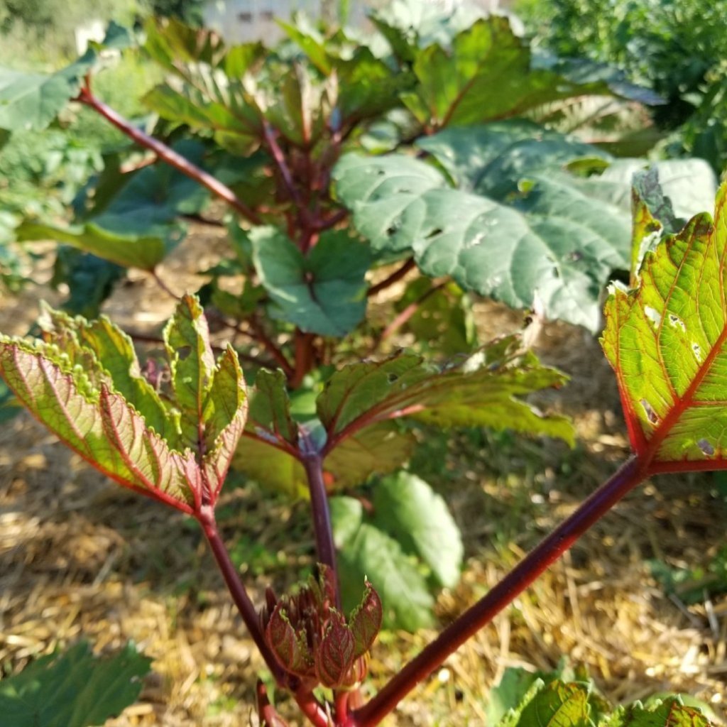 Okra Seeds - Jing Orange, ORGANIC - Sow True Seed