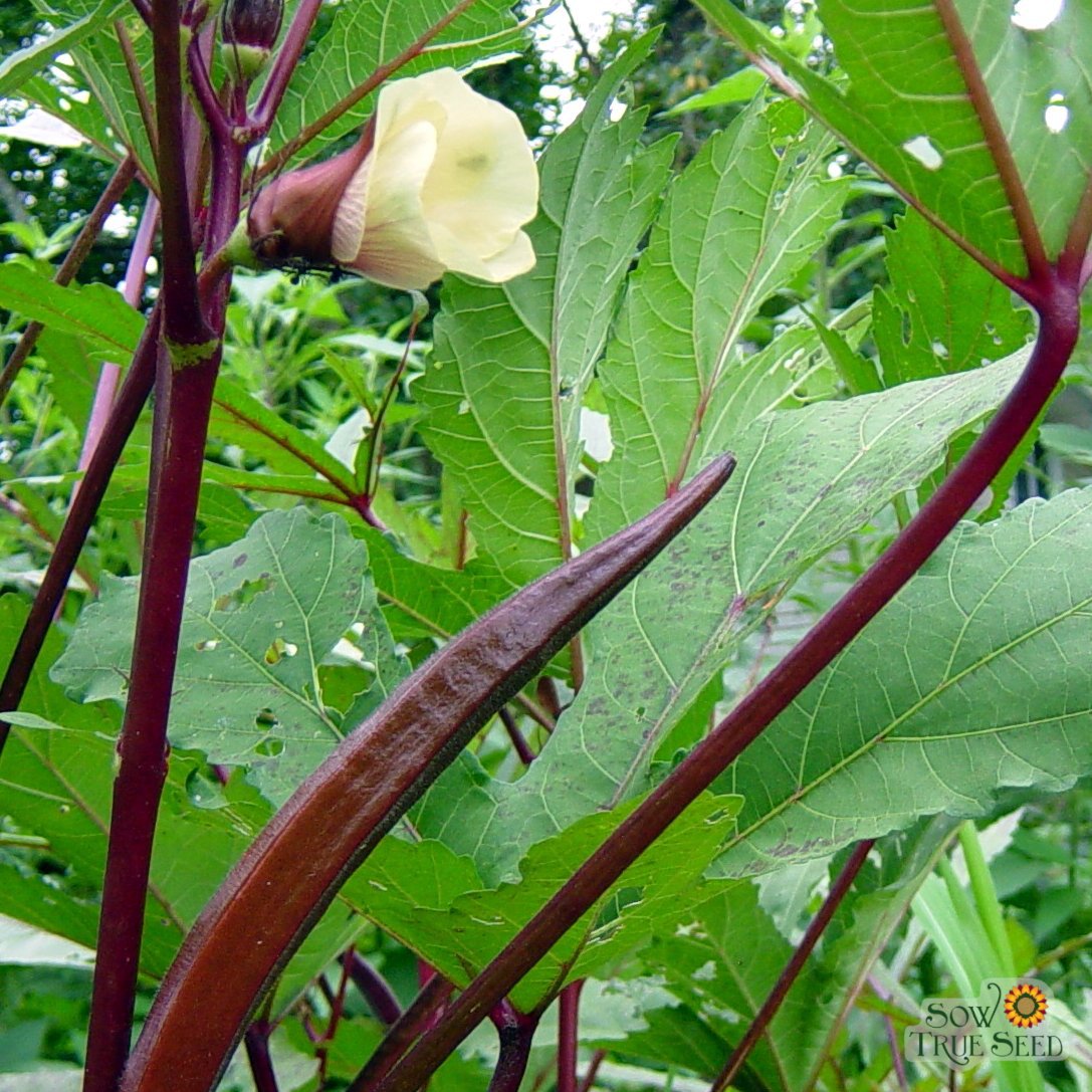 Okra Seeds - Red Burgundy - Sow True Seed