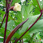 Okra Seeds - Red Burgundy - Sow True Seed