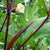 Okra Seeds - Red Burgundy - Sow True Seed