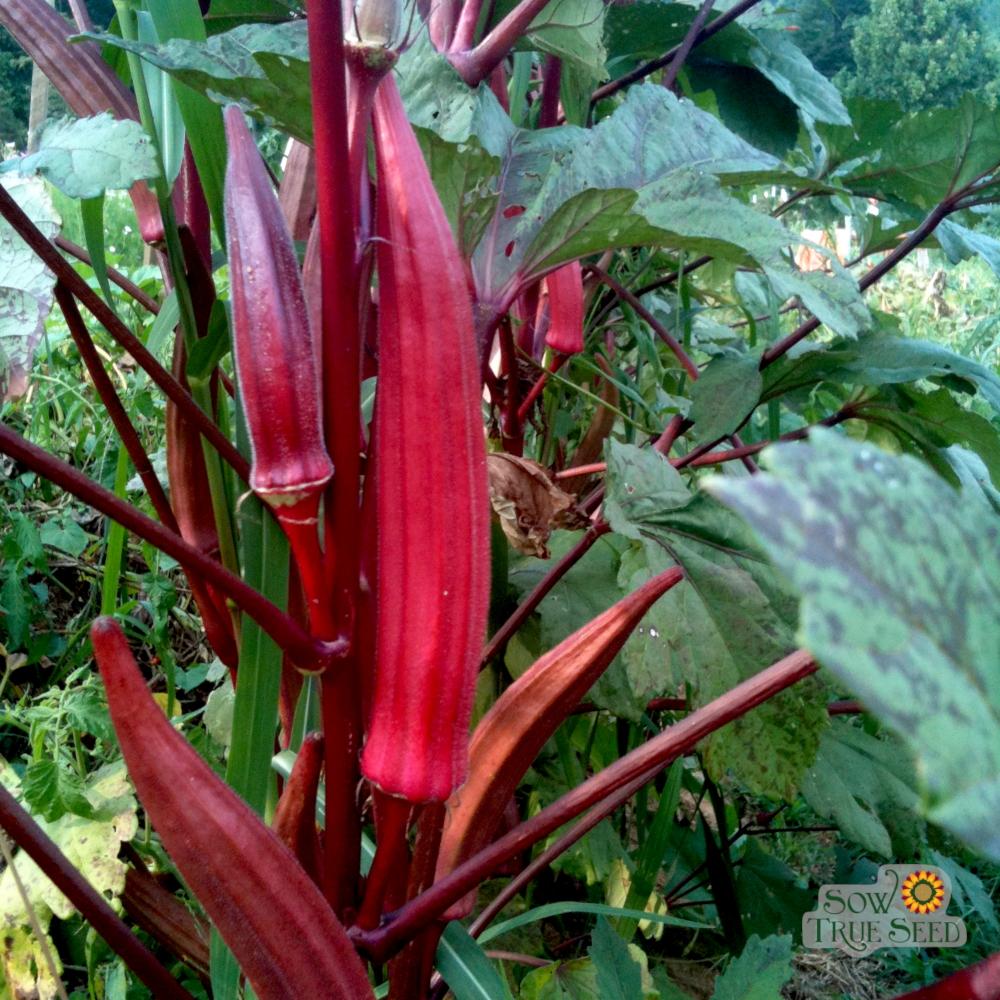 Okra Seeds - Red Burgundy - Sow True Seed