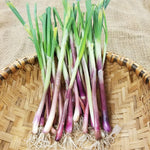 Onion Starts - Red Creole Heirloom - Sow True Seed