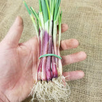 Onion Starts - Red Creole Heirloom - Sow True Seed