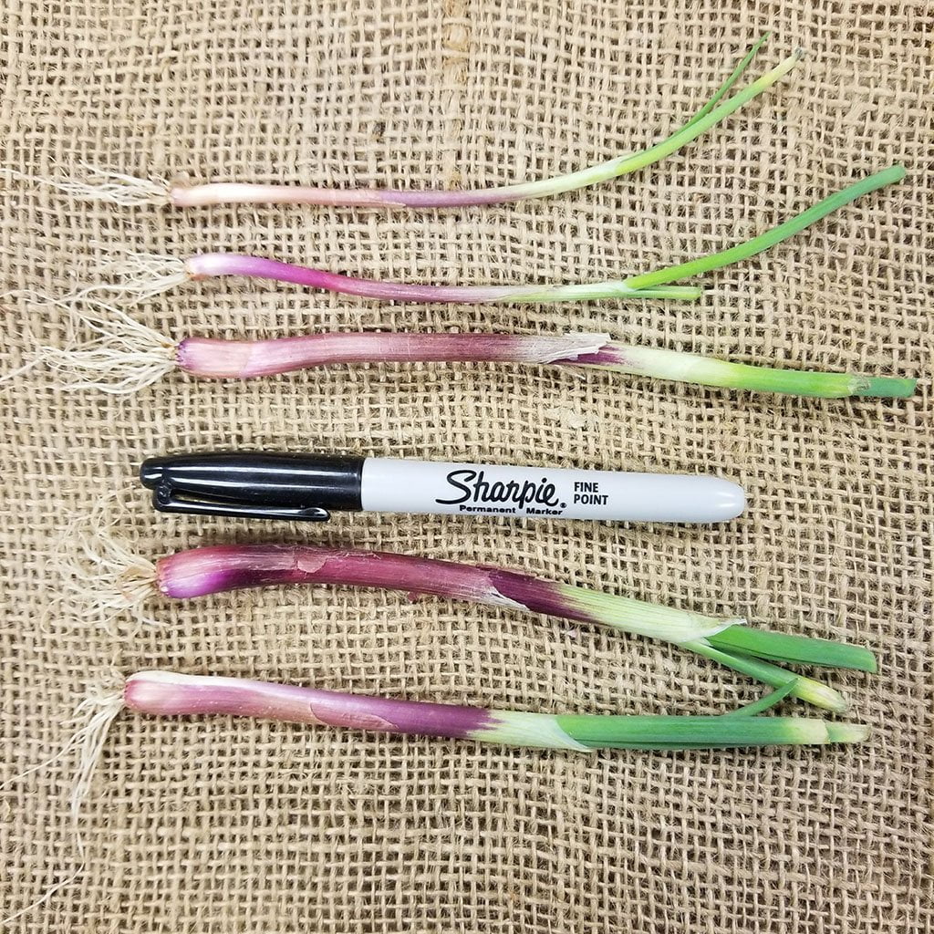 Onion Starts - Red Creole Heirloom - Sow True Seed