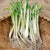 Onion Starts - Texas Early White Heirloom - Sow True Seed