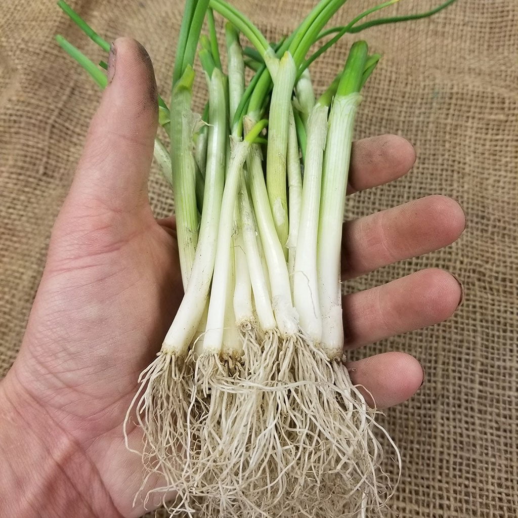 Onion Starts - Texas Early White Heirloom - Sow True Seed