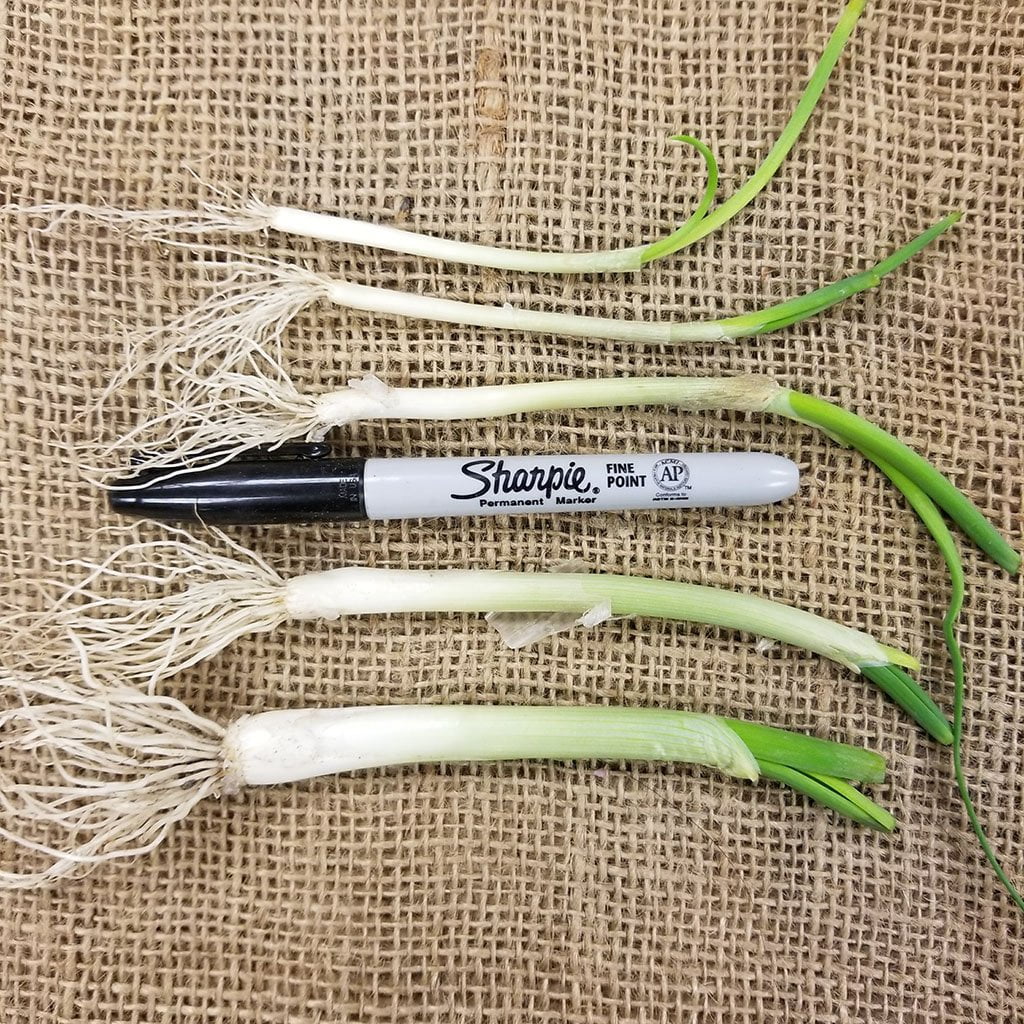 Onion Starts - Texas Early White Heirloom - Sow True Seed