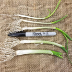 Onion Starts - Texas Early White Heirloom - Sow True Seed