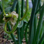 Egyptian Walking Onion (Seasonal) - Sow True Seed