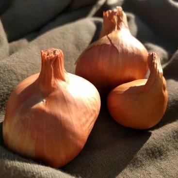 Onion - Perennial Potato (Seasonal) - Sow True Seed