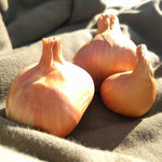 Onion - Perennial Potato (Seasonal) - Sow True Seed