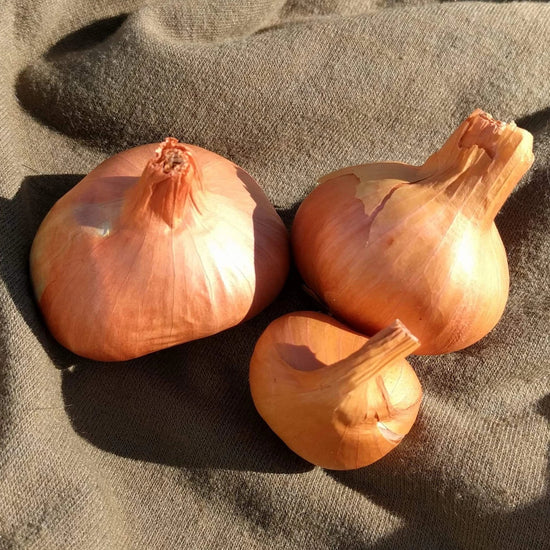 Perennial Potato Onion Sow True Seed
