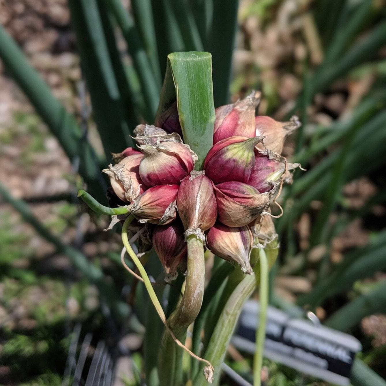 onion flower seeds Egyptian Walking Onions – Sow True Seed