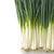 Bunching Onion - Long White Bunching - Sow True Seed