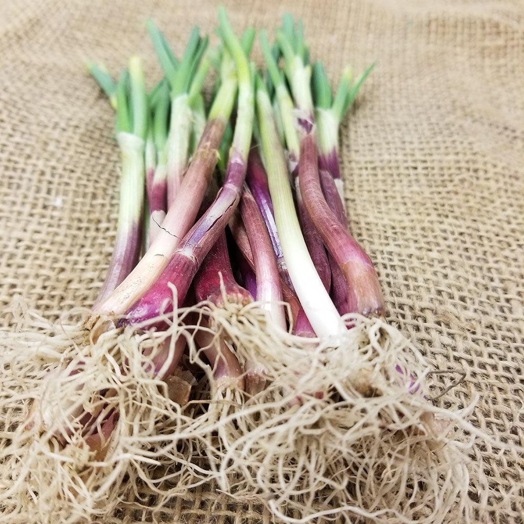 Onion Starts - Red Creole Heirloom - Sow True Seed