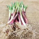 Onion Starts - Red Creole Heirloom - Sow True Seed