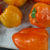 Sweet Pepper Seeds - Orange King - Sow True Seed