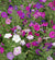 Petunia Seeds - Dwarf Mixed - Sow True Seed