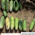 Pickling Cucumber Seeds - Puerto Rico 39