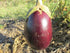 Eggplant Seeds - Puerto Rican Beauty