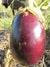 Eggplant Seeds - Puerto Rican Beauty - Sow True Seed