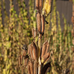Sesame Seeds - Sow True Seed