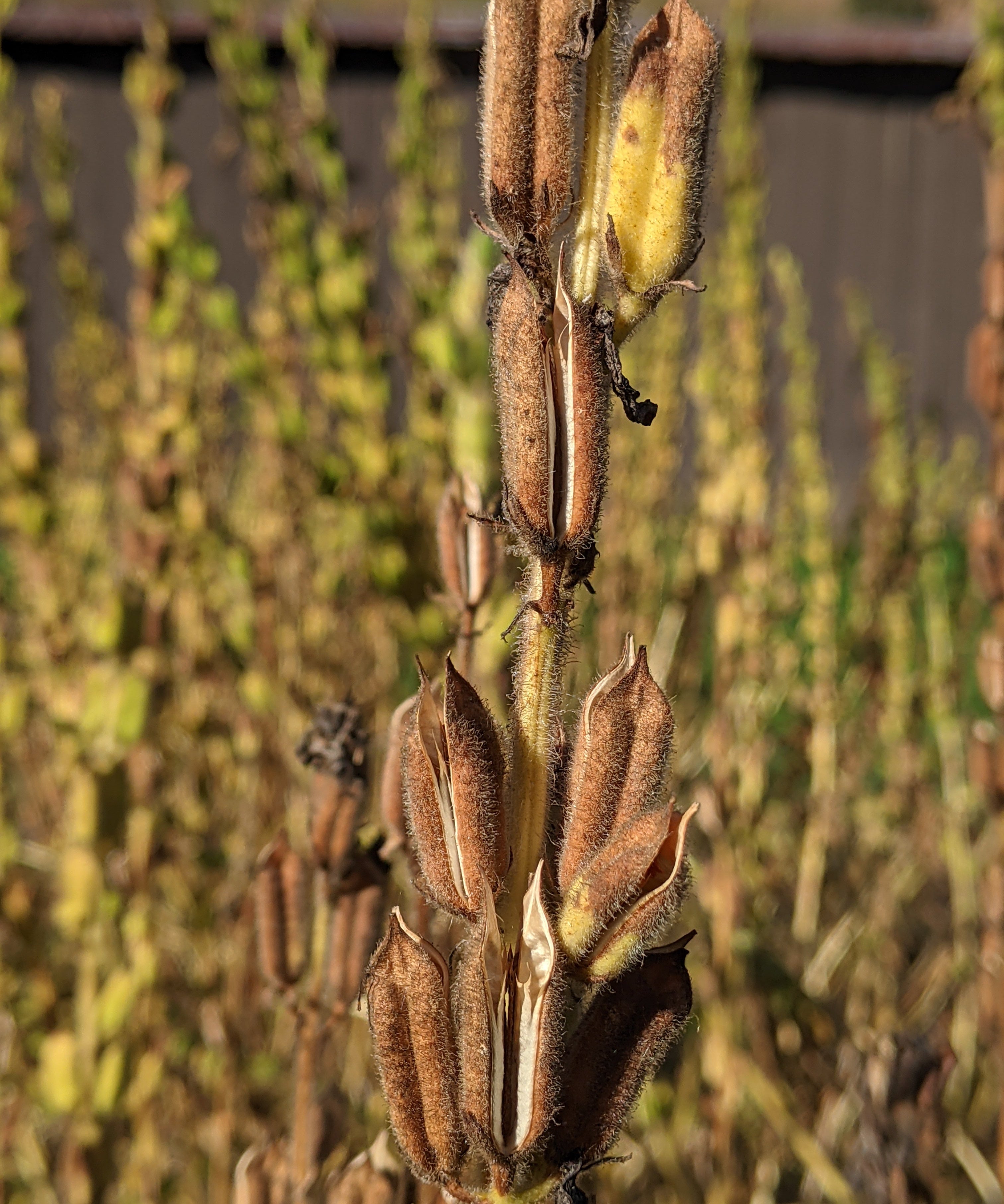 Sesame Seeds - Sow True Seed