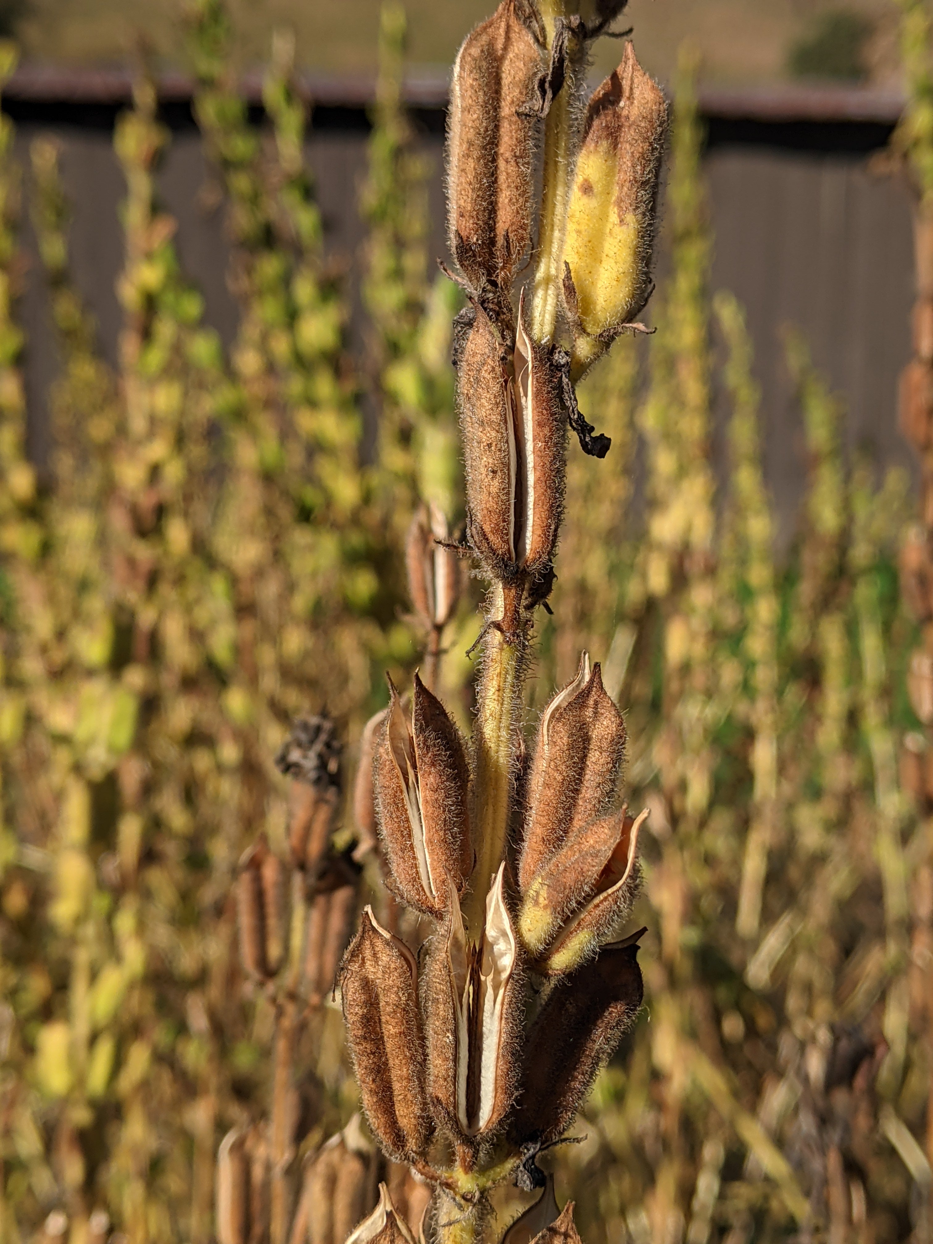 Monticello White Sesame Seeds Sow True Seed Open Pollinated