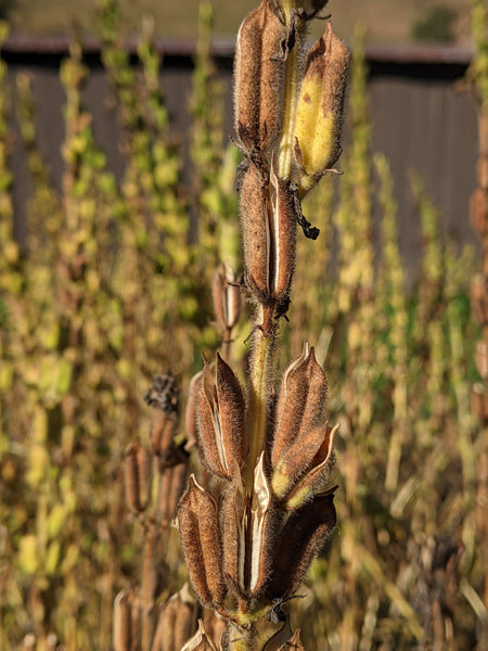 monticello garden seeds Sesame Seeds