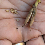 Sesame Seeds - Sow True Seed