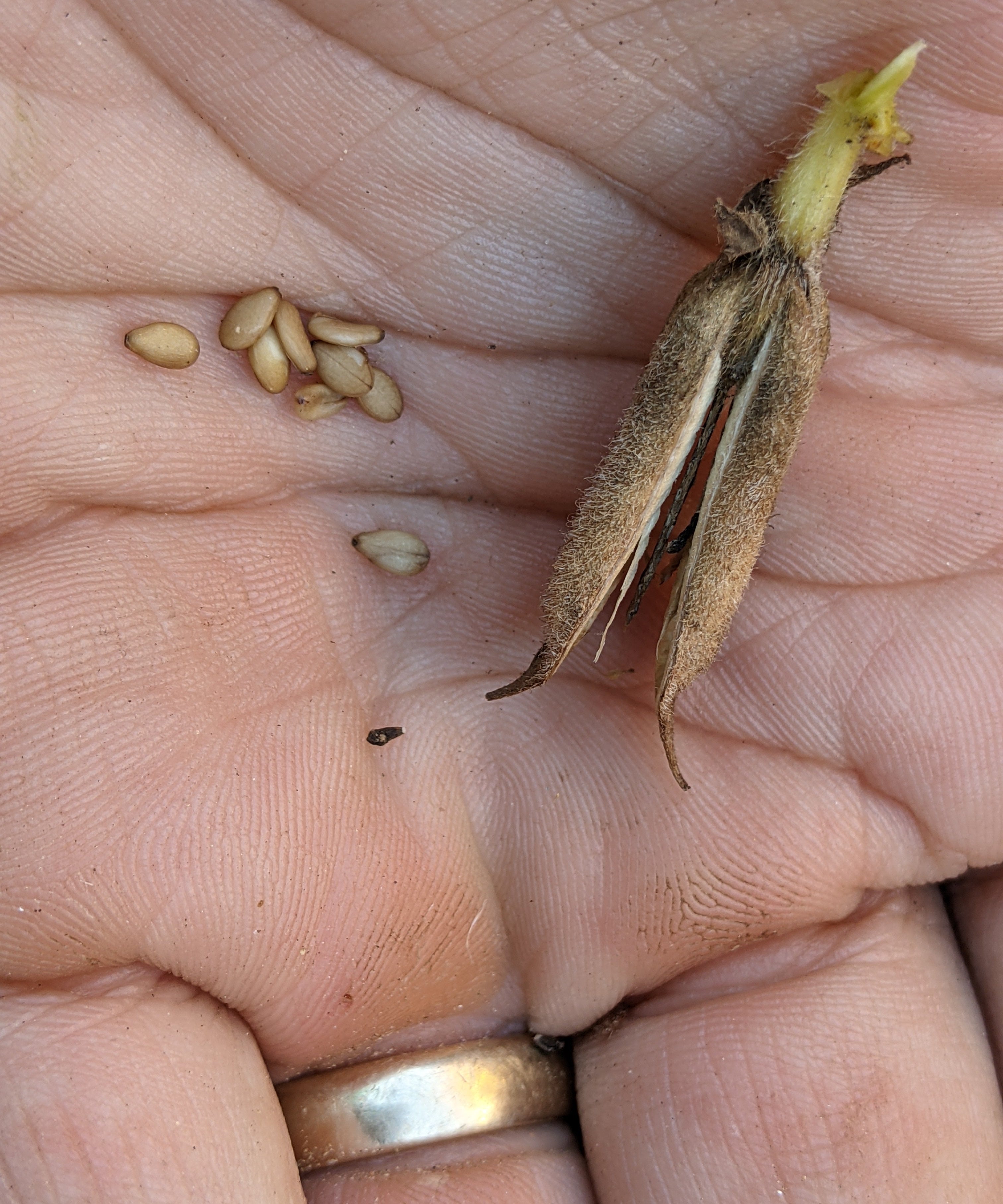 Sesame Seeds - Sow True Seed