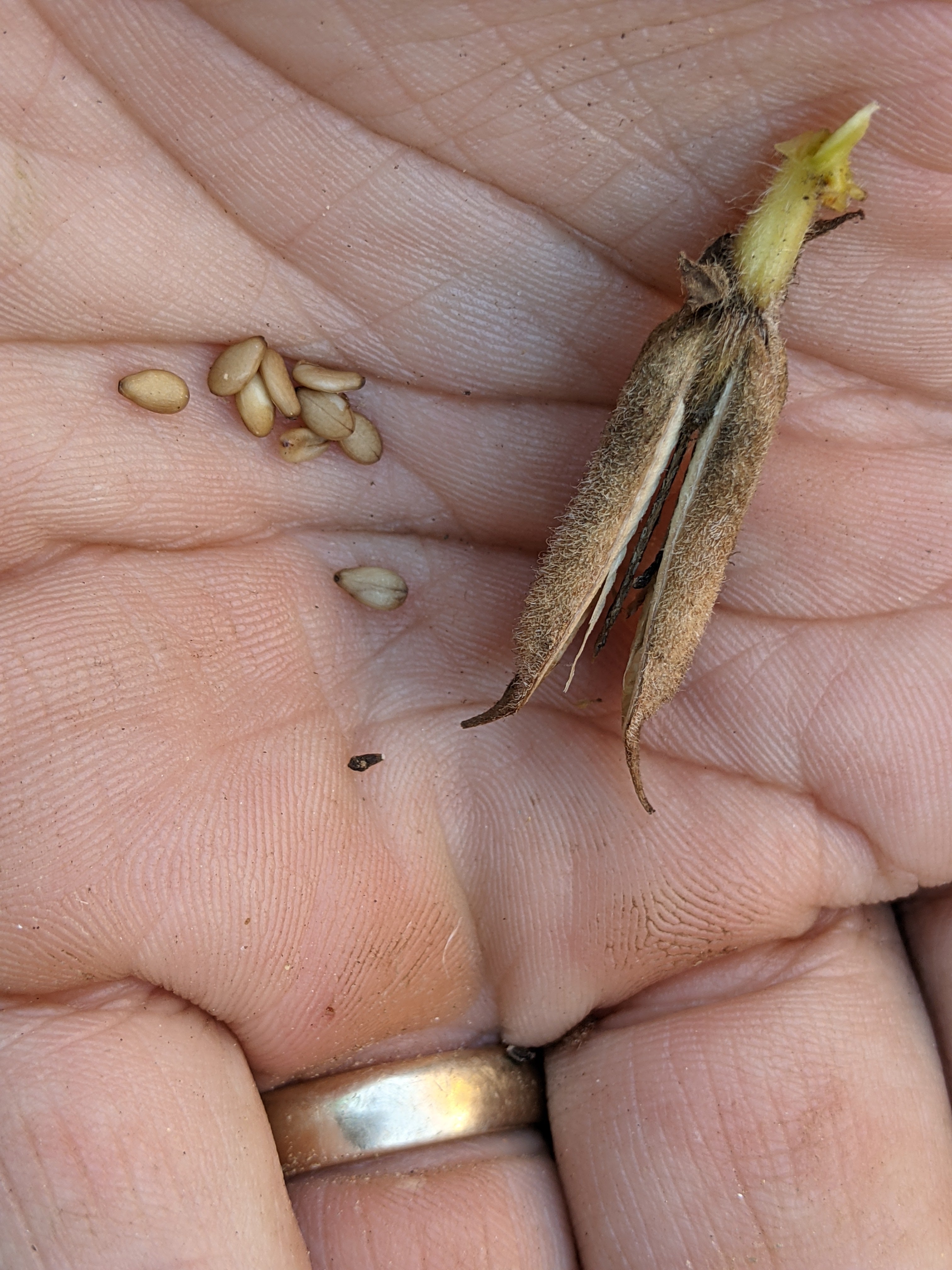 Sesame Seeds - Sow True Seed
