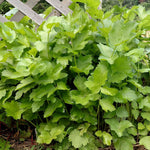 Parsnip - Harris Model - Sow True Seed