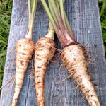Parsnip - Hollow Crown - Sow True Seed