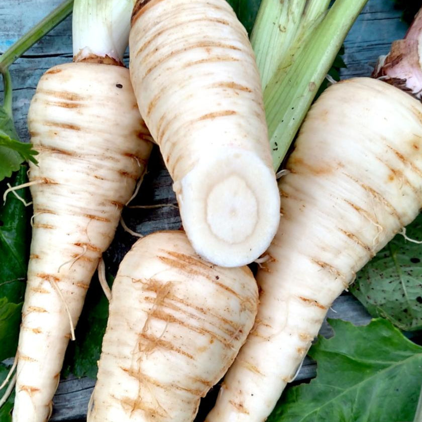 Parsnip - Hollow Crown - Sow True Seed