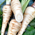 Parsnip - Hollow Crown - Sow True Seed