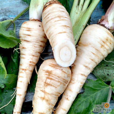 Parsnip Seeds - Hollow Crown