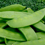 Snow Pea - Mammoth Melting Sugar, Organic - Sow True Seed