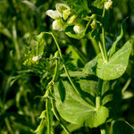 Snow Pea - Mammoth Melting Sugar, Organic - Sow True Seed
