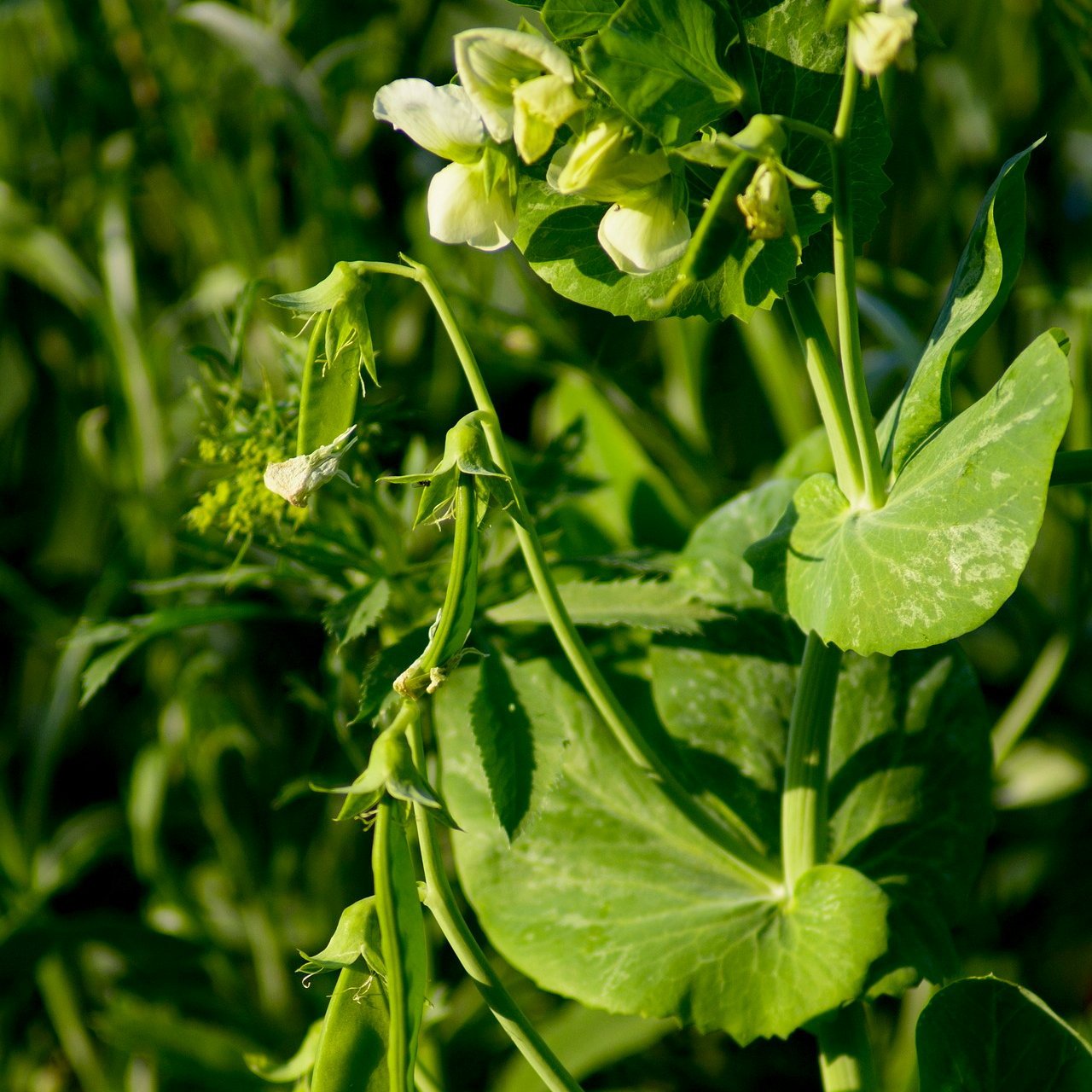 pea pod succulent Mammoth Melting Sugar Snow Pea Seeds | Sow True Seed