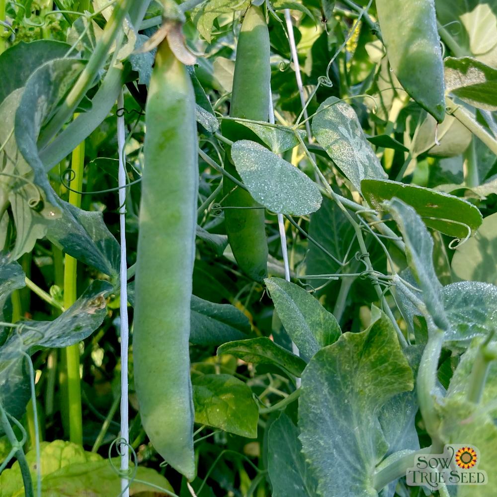 Shelling Pea - Green Arrow - Sow True Seed