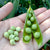 Shelling Pea - Wando - Sow True Seed
