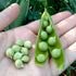 Shelling Pea Seeds - Wando