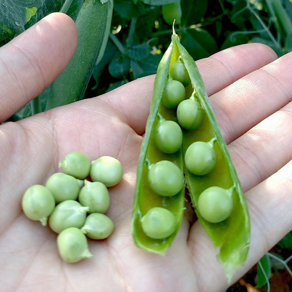 planting pea pod seeds Wando Shelling Pea Seeds | Sow True Seed