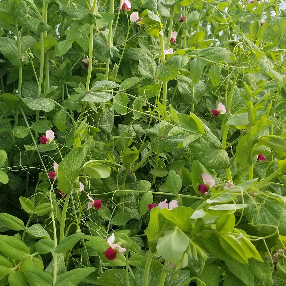 Snow Pea - Dwarf Grey Sugar - Sow True Seed