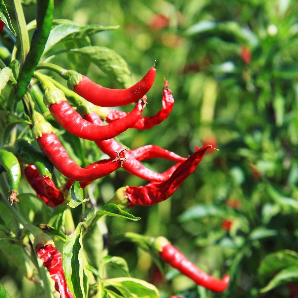 Hot Pepper - Cayenne Long Red Thin - Sow True Seed