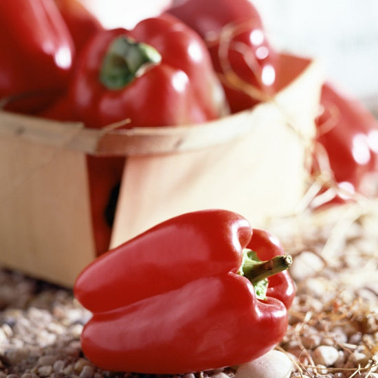 Sweet Pepper Seeds Yolo Wonder Sow True Seed