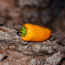 Hot Pepper - Aji Amarillo - Sow True Seed