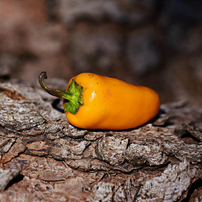 Hot Pepper Seeds - Aji Amarillo, ORGANIC